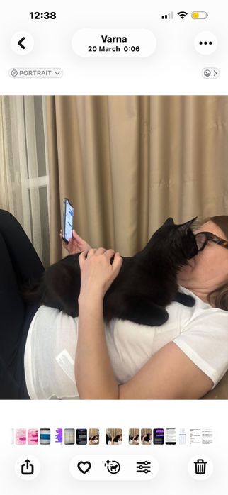 Черно дългокосместо коте