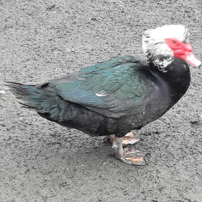 Rațe mute (rățoi)