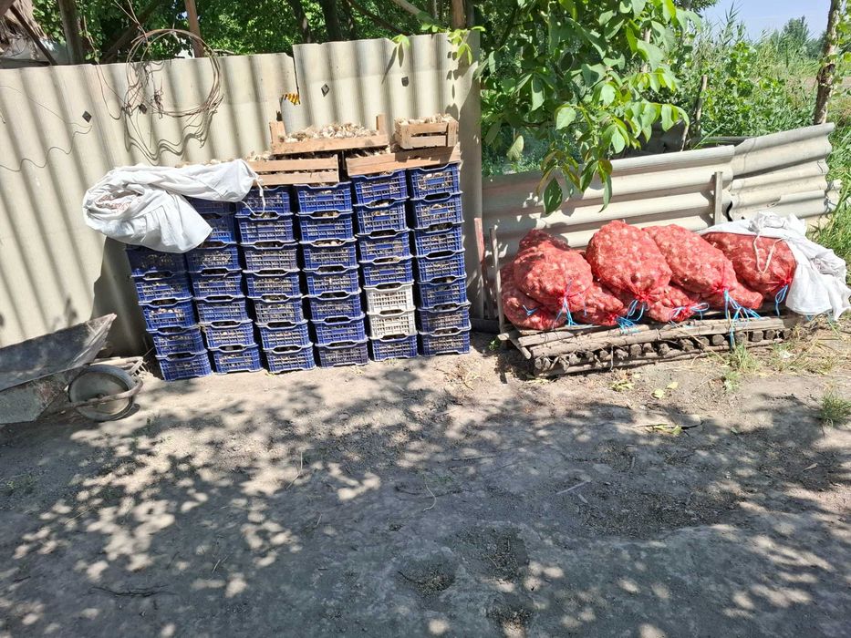 Чеснок (кизил), 2026 йил хосили