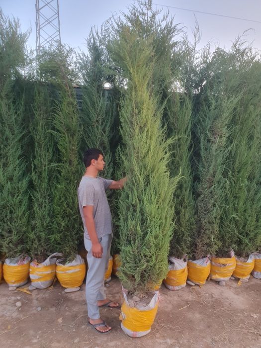 Арча кучатлари 2.5м