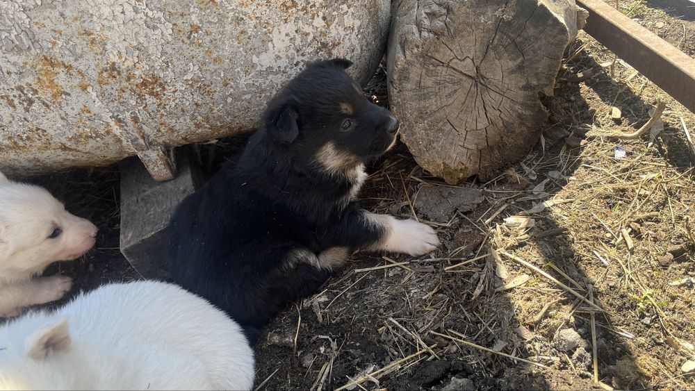 Шенок от лайкий продам