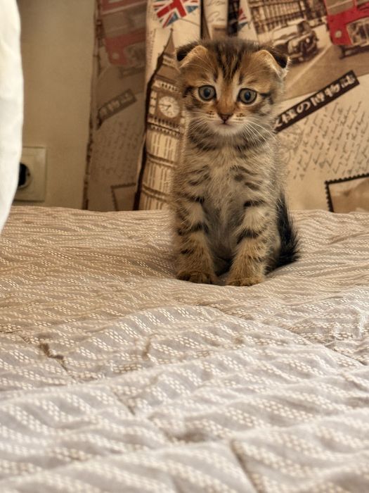 Вислоухий британский котенок
