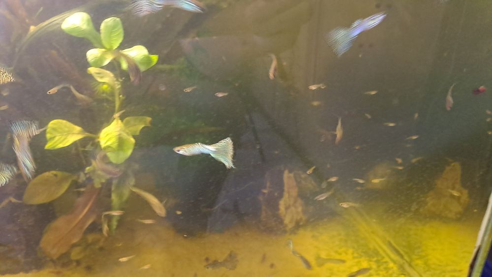 Рыбки Гуппи леопард! Чистая линия!