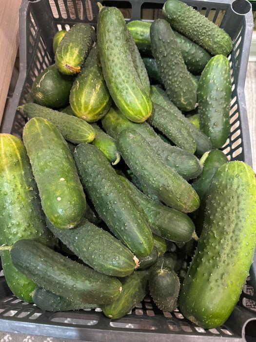 Продам домашние огурцы