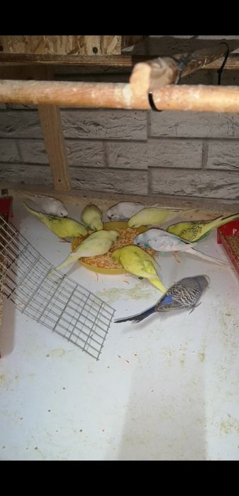 Peruși pui și adulti