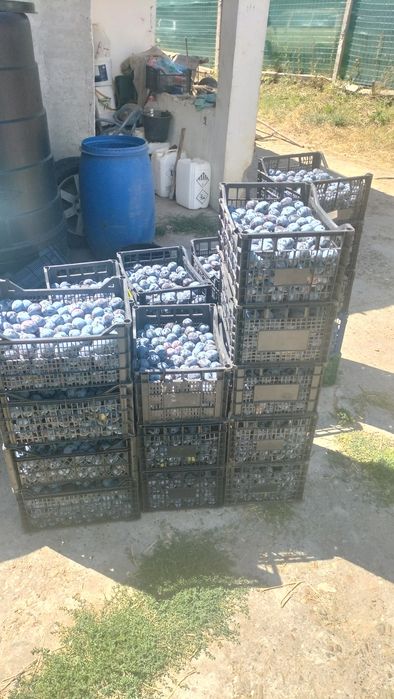 Vând Prune pentru țuică