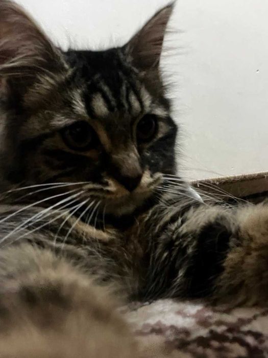 Meyn-kun (Maine Coon) zotli mushuk sotiladi