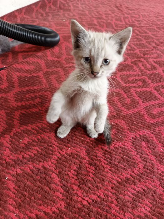 shim kiygan qiz porno