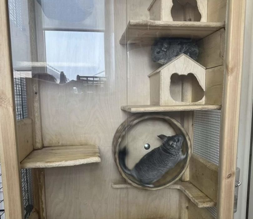 Шиншиллы ручные