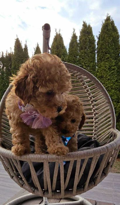 Той пудел , прекрасно момченце