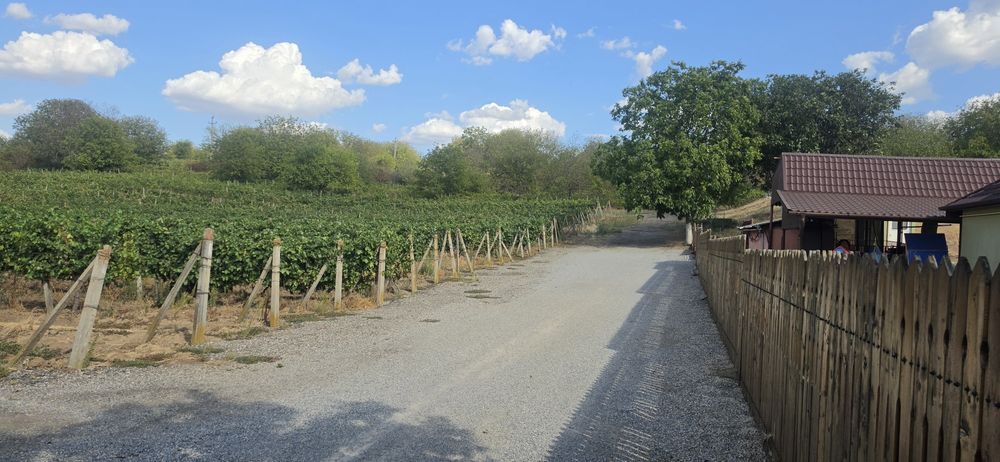 Vând Vie în Mâsca la șosea