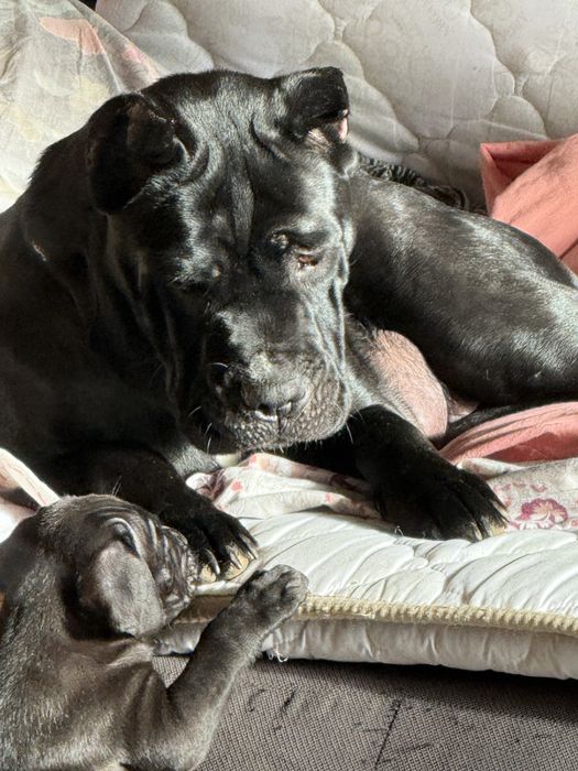 Кане Корсо / Cane Corso