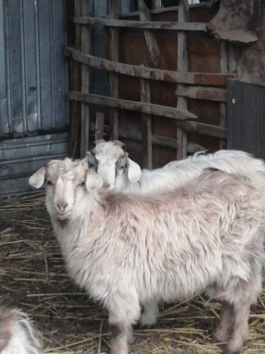 Ешкі туша, лақтар