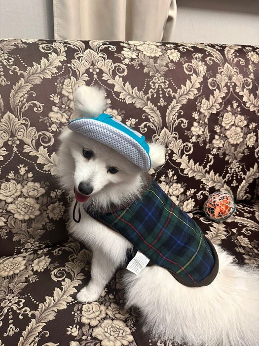 Немецкий щпиц белый