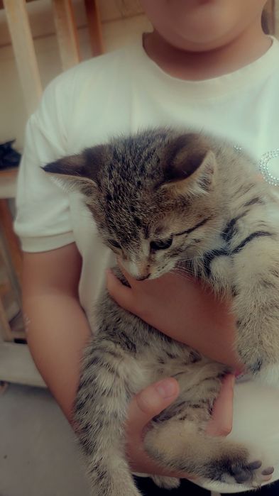 Мушук болалари сотилади