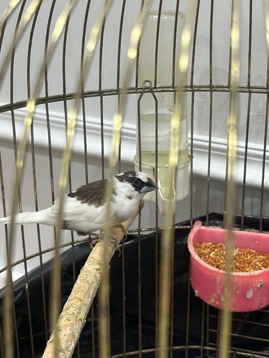 Японские амадин .