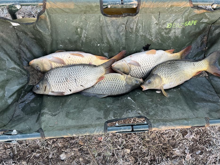 Peste viu CRAP si AMUR