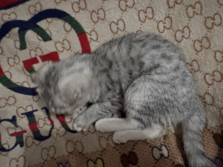 Шотландский высолуха кошка