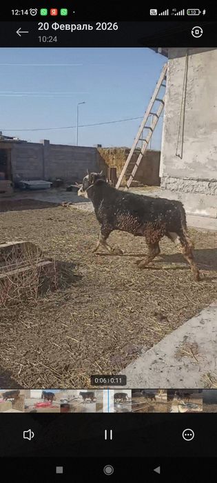 Патсос еркек огиздер