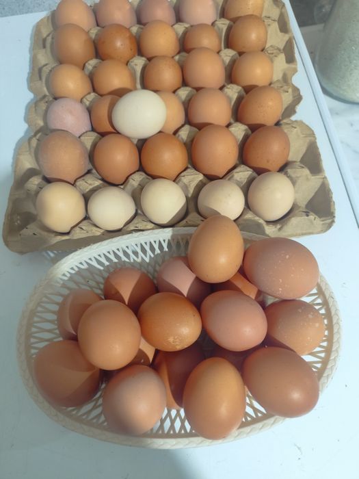 инкувацонный яицо