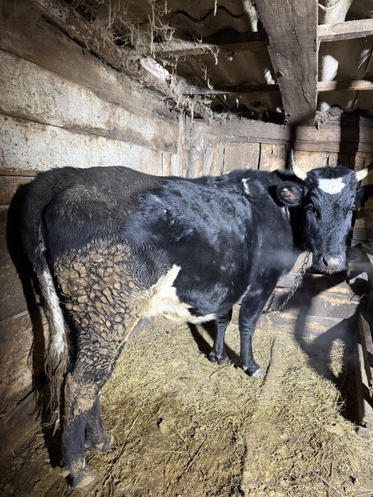 Корова крупная ..