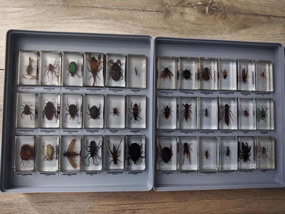 Колекция ,,Истински буболечки,,