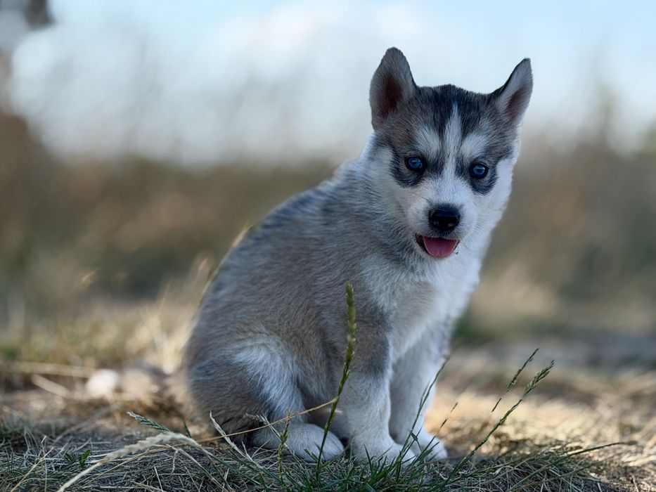Femela rasa Husky Siberian!