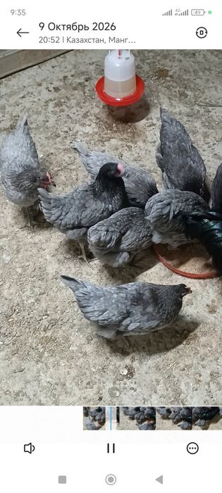 Тауық кури птиц Австролоп