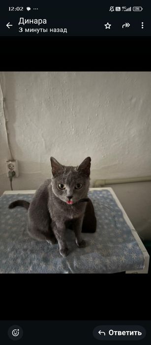 Отдам бесплатно кошечку