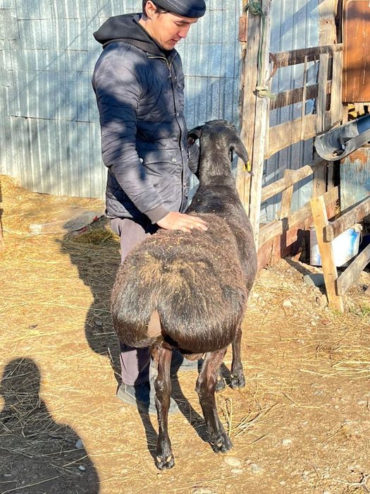 Гиссар козы кошкарлар