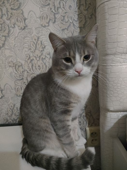 Отдаем шотландкого  кота