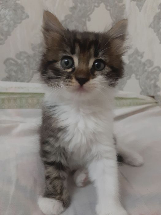 Котята к добрым рукам