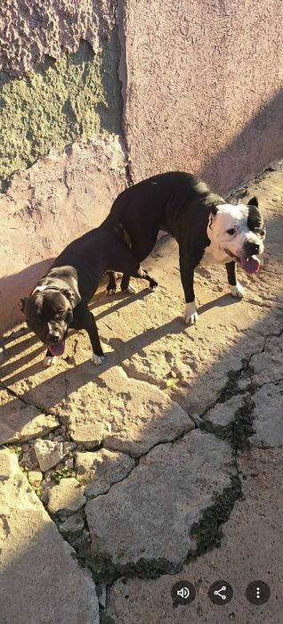 Домашни любимци  - Американски Стаф малки кученца паленца