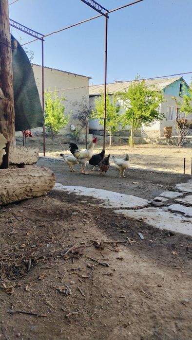 Бак,Уват хороз ва товук,Лар тухумлари сотилади 100% уругланган