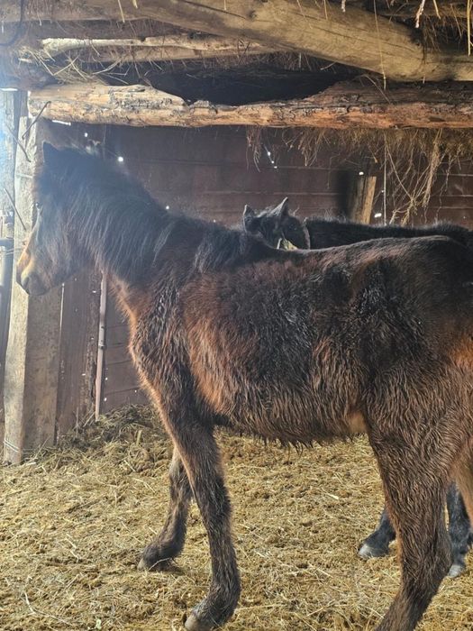 2 тайдан байтал шығар сатылады