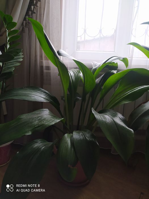 Амазонская лилия —Эухариус