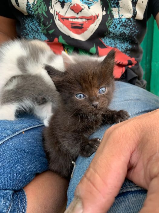 Котята бесплатно