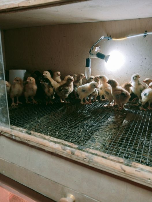 Продам недельных циплят Брама