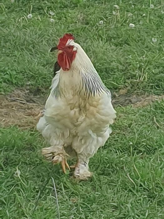 Perechi Cocos Brahma și gaină talie mare