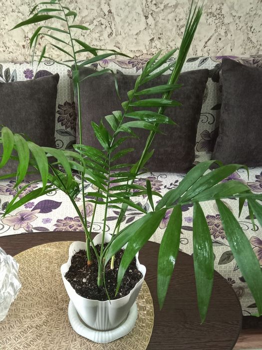 Пальма драцена, хамедорея продам