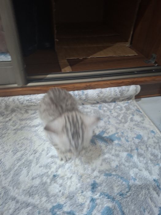 британские котята
