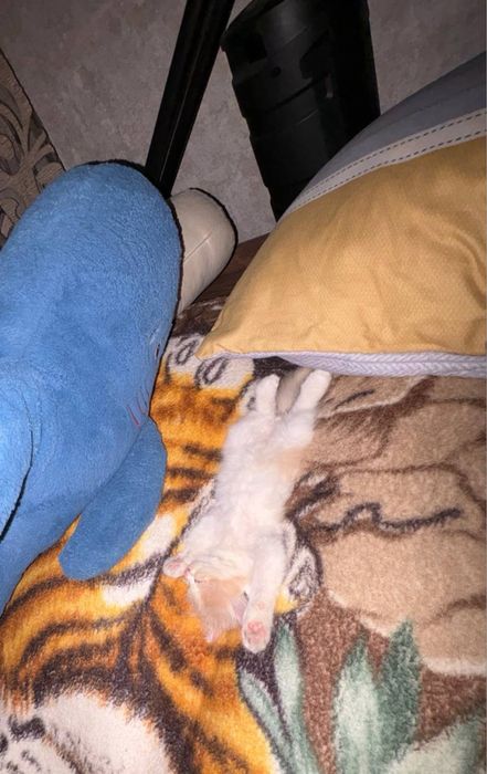 котенок девочка