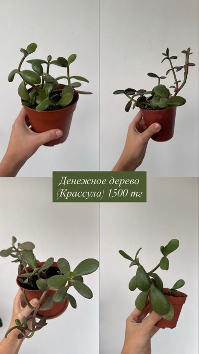 Продам цветы, алоэ, крассулы и др
