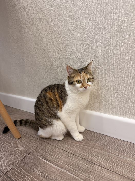 отдам кошку в добрые руки