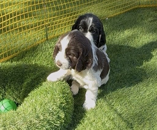 Продам щенят русский спаниель