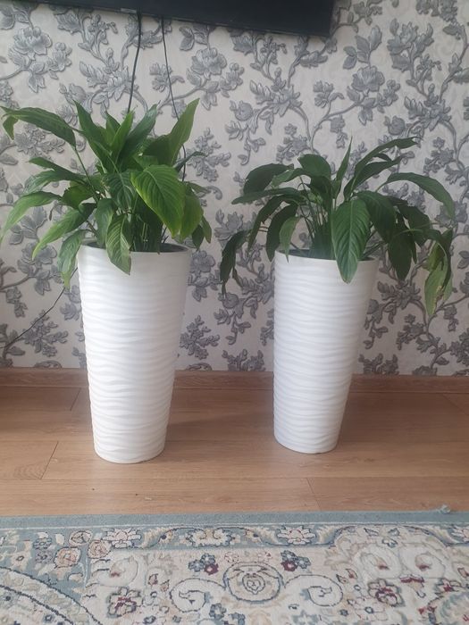 Свитй  домашнй,,,