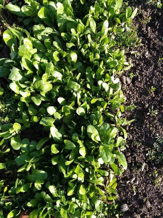 Невен,разсад от билката