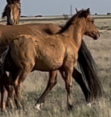 Жылқы сатамын, жабағы.