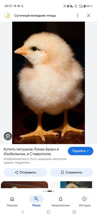 В продаже суточные петушки