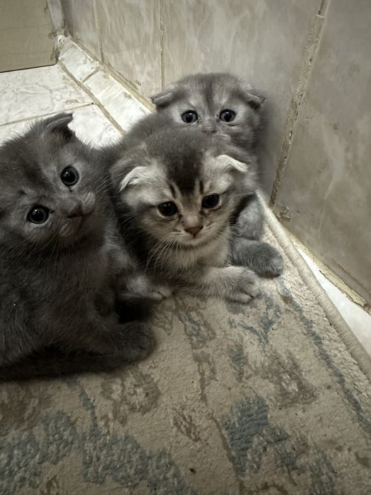 Шатланский мысыктар